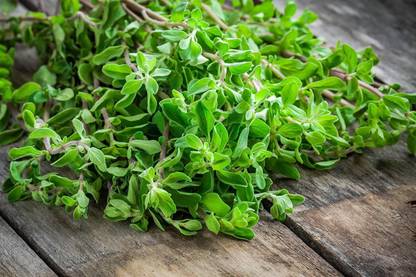VibeX KGF -20 - Herb Marjoram Oregano - (150 Seeds) Seed