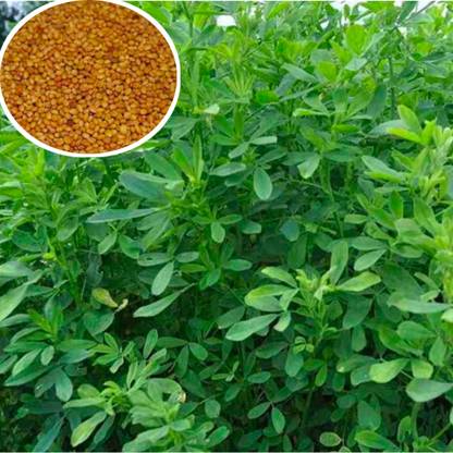 berseem 1kg, Berseem grass seed multi cutting grass Seed