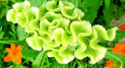 UGRA SPRING GREEN COCKSCOMB Seed