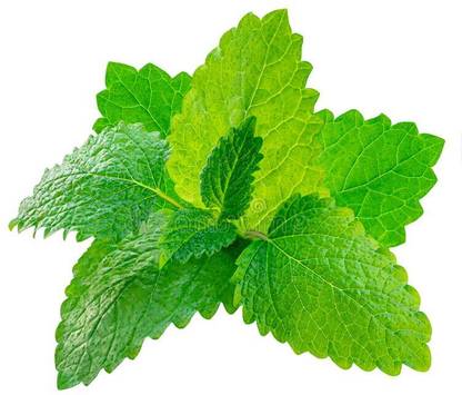 Mozette Organic balm mint herb Seed