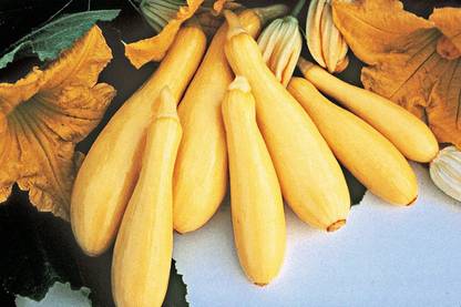 VibeX ® VLR-385 Yellow Summer Squash Superpik F3 Seed