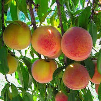 ACCELCROP Peach Aadu Fruit Seed