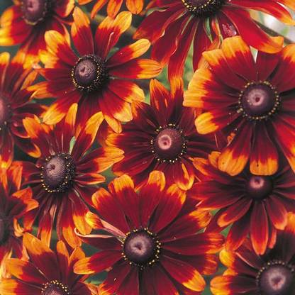 M-Tech Gardens Rare Hybrid Rudbeckia " Chocolate Orange " Exotic 30 Seed