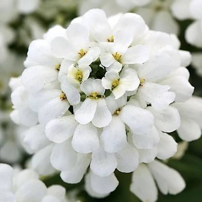 CEZIUS Iberis Snowsation CANDYTUFT Seed