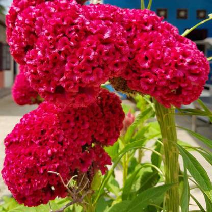 CEZIUS Natural and Real Seeds Celosia Cristata Cockscomb Seed