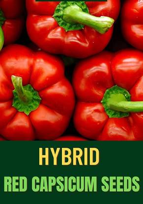 VibeX GUA-49 - Premium Hybrid Red Capsicum - (150 Seeds) Seed