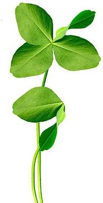 Biosnyg CLOVER MICROGREEN SEEDS [500 Seeds] Seed