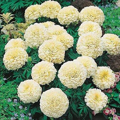 ENINE Flower Seeds Marigold F1 Hybrid White Vanilla Flower Seeds VV9 Seed