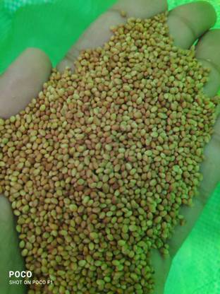 syed garden SYED GARDEN BERSEEM GRASS SEED WHITE CLOVER SEED Seed