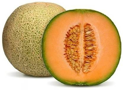 CYBEXIS TLX-7 - Open Pollinated Musk Melon - (150 Seeds) Seed