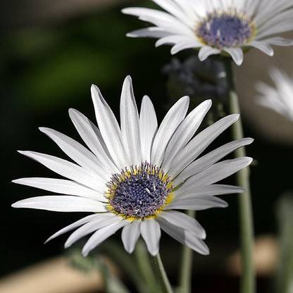 VibeX PUAS-60 - Blue Eyed Daisy - Arctotis Grandis - (60 Seeds) Seed