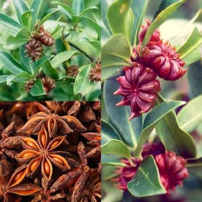 Earth Hopper 60+ Seeds- Illicium Verum, Chinese Star Anise Seeds, Staranise Bajiao Seed