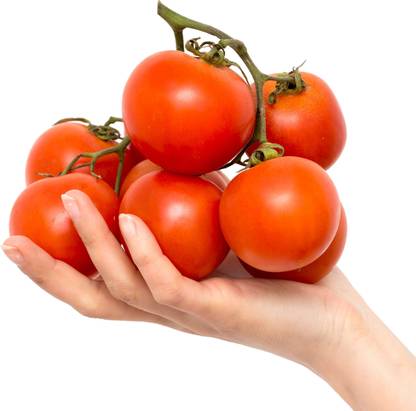 Avysa JET STAR TOMATO Seed