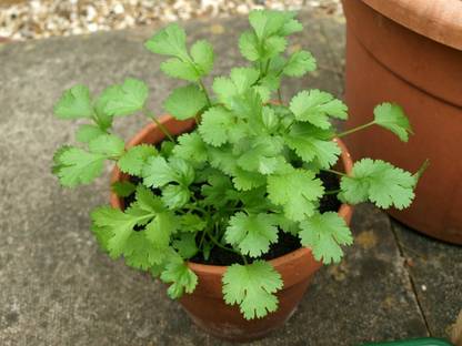 PRASEED Corriander Herb Coriandrum sativum Seed