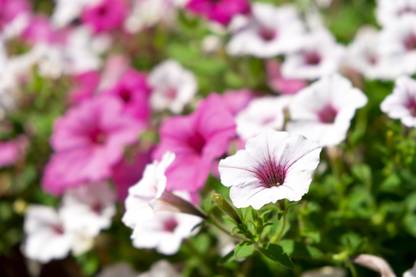 WHADE Supertunia/Petunia Flower Seed