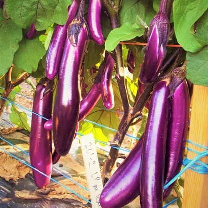 CEZIUS Easy Growing Purple Shine Chinese Eggplant-a7F Seed