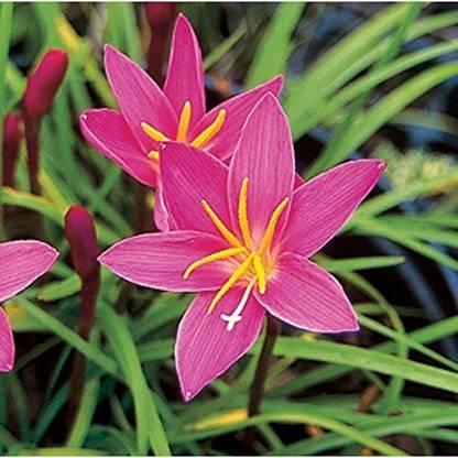 DIVINE ™DR-Zephyranthes Rain Lily Flower Bulbs, Dark Pink - Pack of 15 Pieces-LL-03 Seed