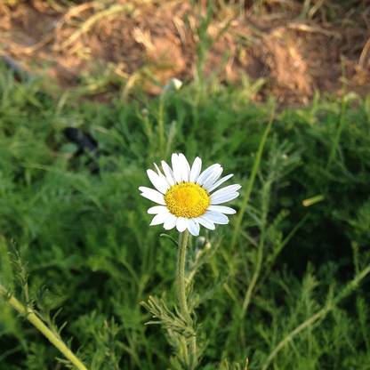 WILLVINE ATS-12 Roman Chamomile Seeds Seed