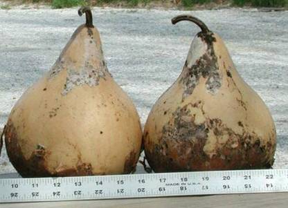 CYBEXIS XL-29 - Calabash Round" Edible bottle gourd - (100 Seeds) Seed