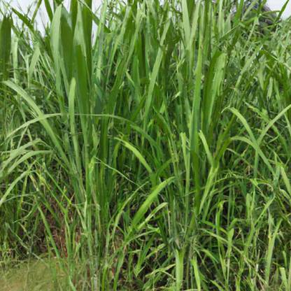 BDSresolve super napier grass stick/hybrid napier grass sick Seed