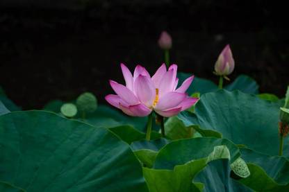 DIVINE lotus,kamal seeds Seed