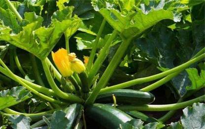 CYBEXIS HUA-82 - Black Beauty Zucchini Summer Squash - (225 Seeds) Seed