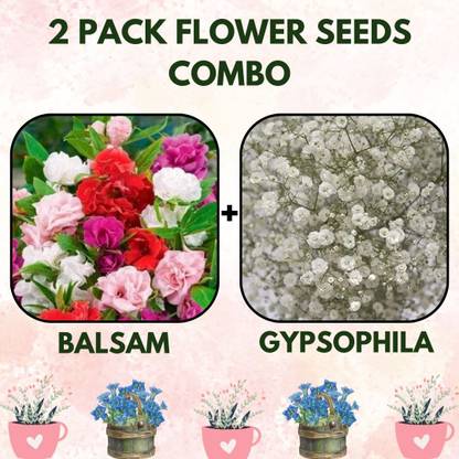 Infiniteseeds 2 Pack Combo of Balsam and Gypsophila Flowers Packet Seed