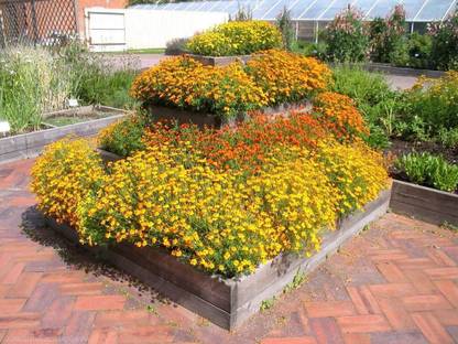 VibeX XLR-91 - Marigolds Mexican Mix - (250 Seeds) Seed