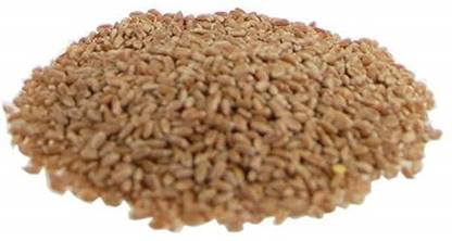 VibeX VVI-89 - Cat Grass Hard Red Winter Wheat - (7500 Seeds) Seed