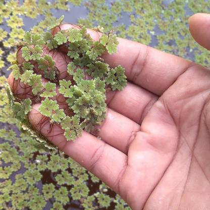 wequality Azola seeds for plant/azolla seeds 829 Seed