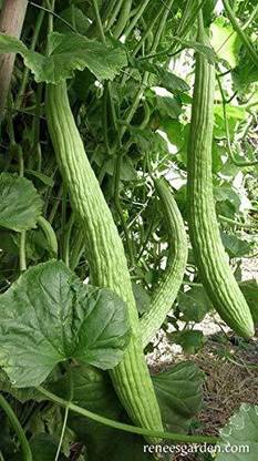 KANAYA Armenian Cucumber Kakdi , Kakri Seed