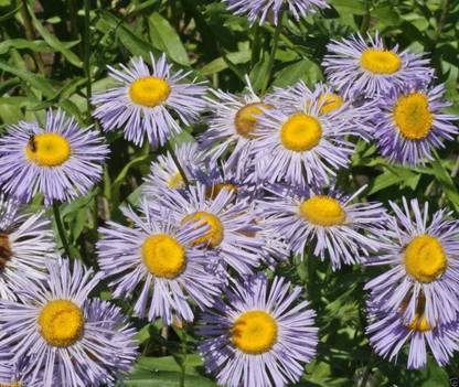 VibeX NDIR-17 - Fleabane Daisy - Flowers - (180 Seeds) Seed