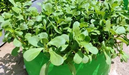 Mozette Organic kulfa Seed