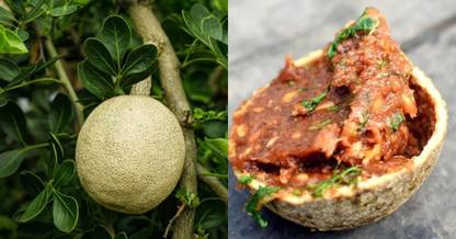 JRYU Bel Pathar Fruit Seed