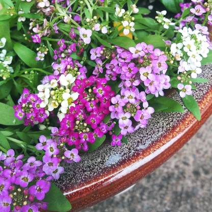 Mozette Exotic sweet allysum Seed