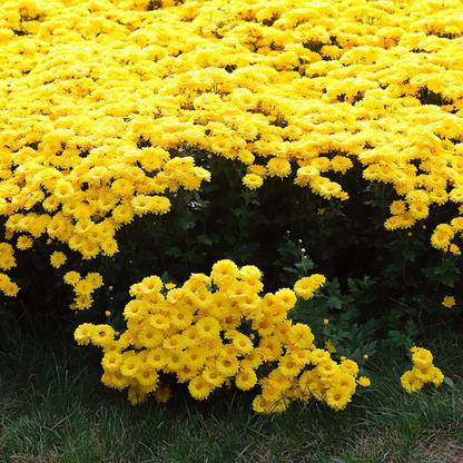 CYBEXIS NBIR-25 - Hybrid Yellow Ground-Cover Chrysanthemum - (30 Seeds) Seed