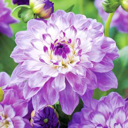 CYBEXIS Rare Purple Dahlia Pompon Flower Seeds Seed