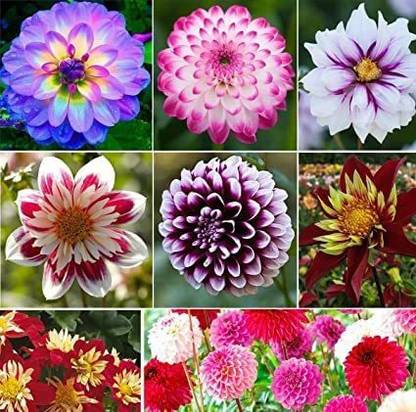 VibeX VXI-53 - Rare Mix Dahlia Flower - Easy to Grow - (180 Seeds) Seed