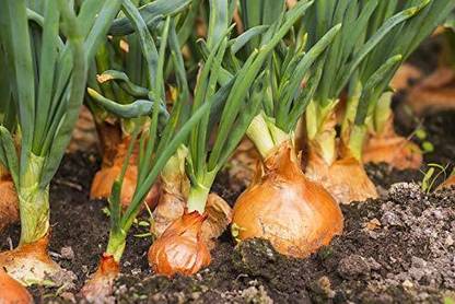 SUAA Onion Seeds for Planting Seed