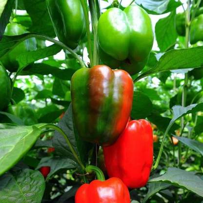 VASUDHA Red Green Capsicum Green Bell Pepper Seed