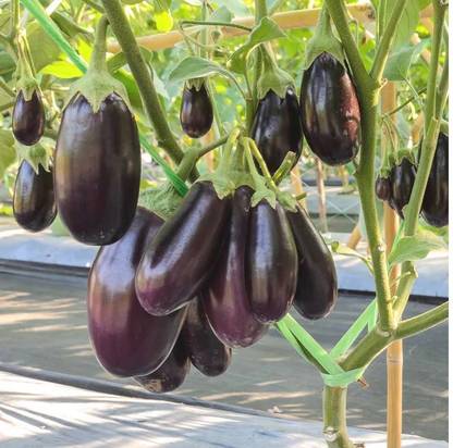 ZENISO Brinjal Seedless F1 Hybrid Seeds (Baingan/Eggplant) Seed