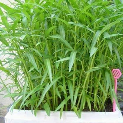 CYBEXIS GUA-66 - Kangkong - Rau Muong Ong Choy - (250 Seeds) Seed