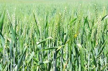 LPR GAHU SEEDS ,WHEAT Seed