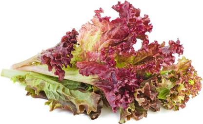 VibeX ® VLR-433 Lolo Rosso Leaf Lettuce Seeds Seed