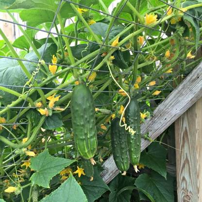 CYBEXIS TLX-24 - Cucumber Bush Type Pickling - (150 Seeds) Seed