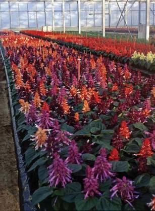 Mozette Exotic salvia mix Seed