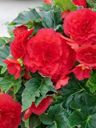 Audbhidhi Begonia Flower Bulb for All Season Seed