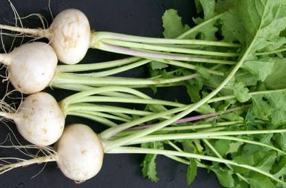 Mozette Organic Turmp white Seed