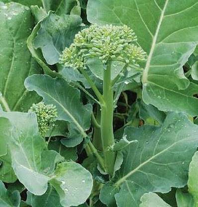 CYBEXIS Happy Rich' Chinese Broccoli (Gai-lon)500 Seeds Seed