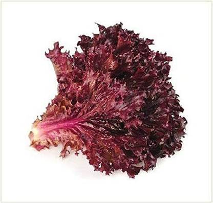 Mozette Organic red lettuce Seed